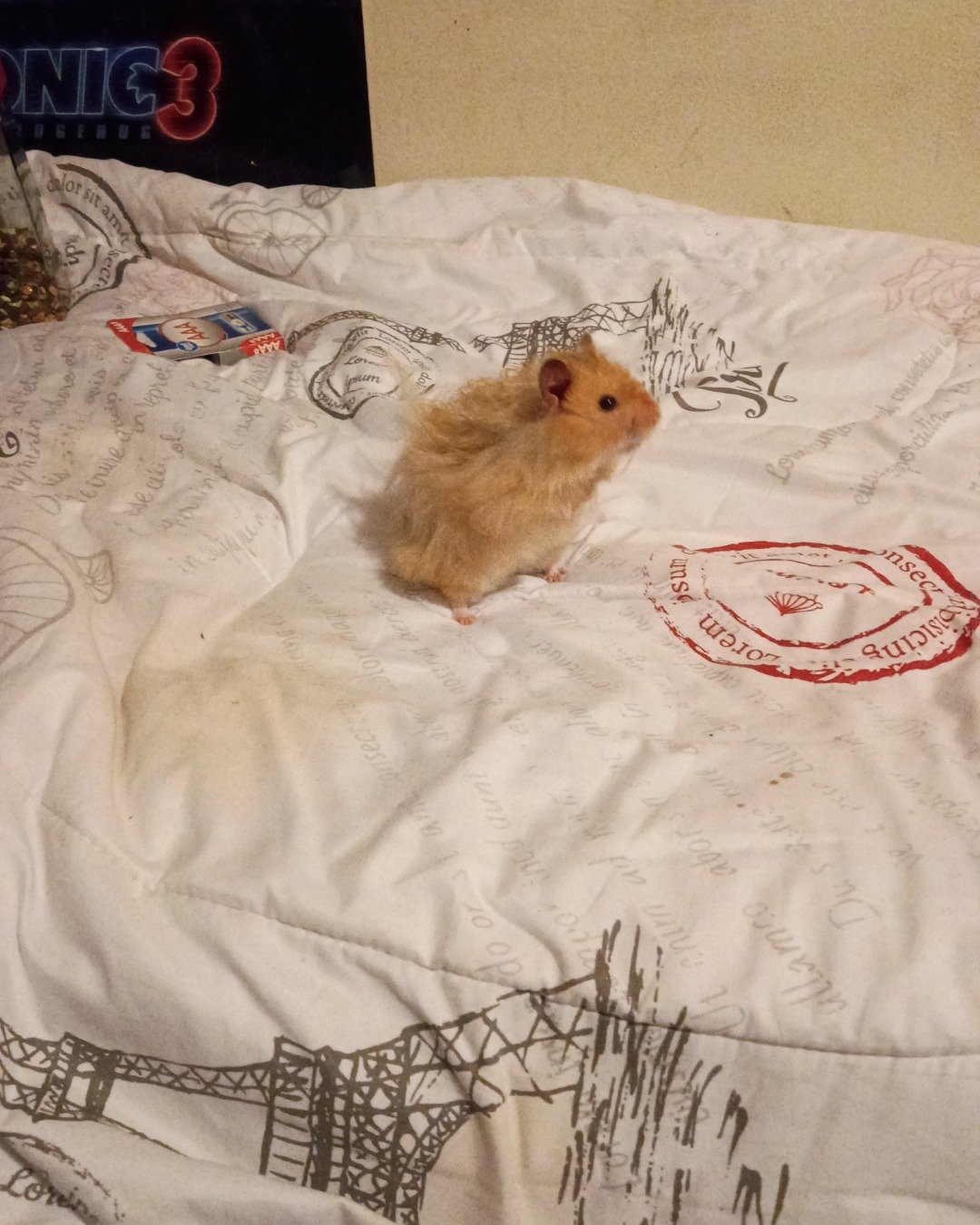 Alex the golden hamster. Rodent, Rat, Hamster