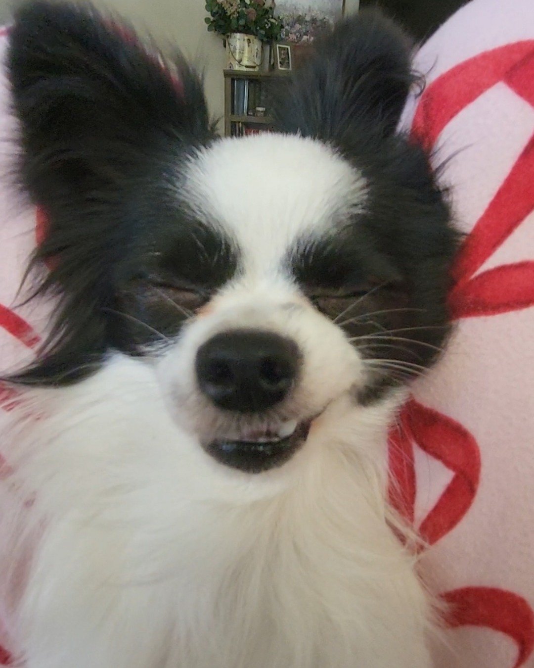 Danny the Long haired Chihuahua. Dog, Cocker Spaniel, Papillon, Puppy
