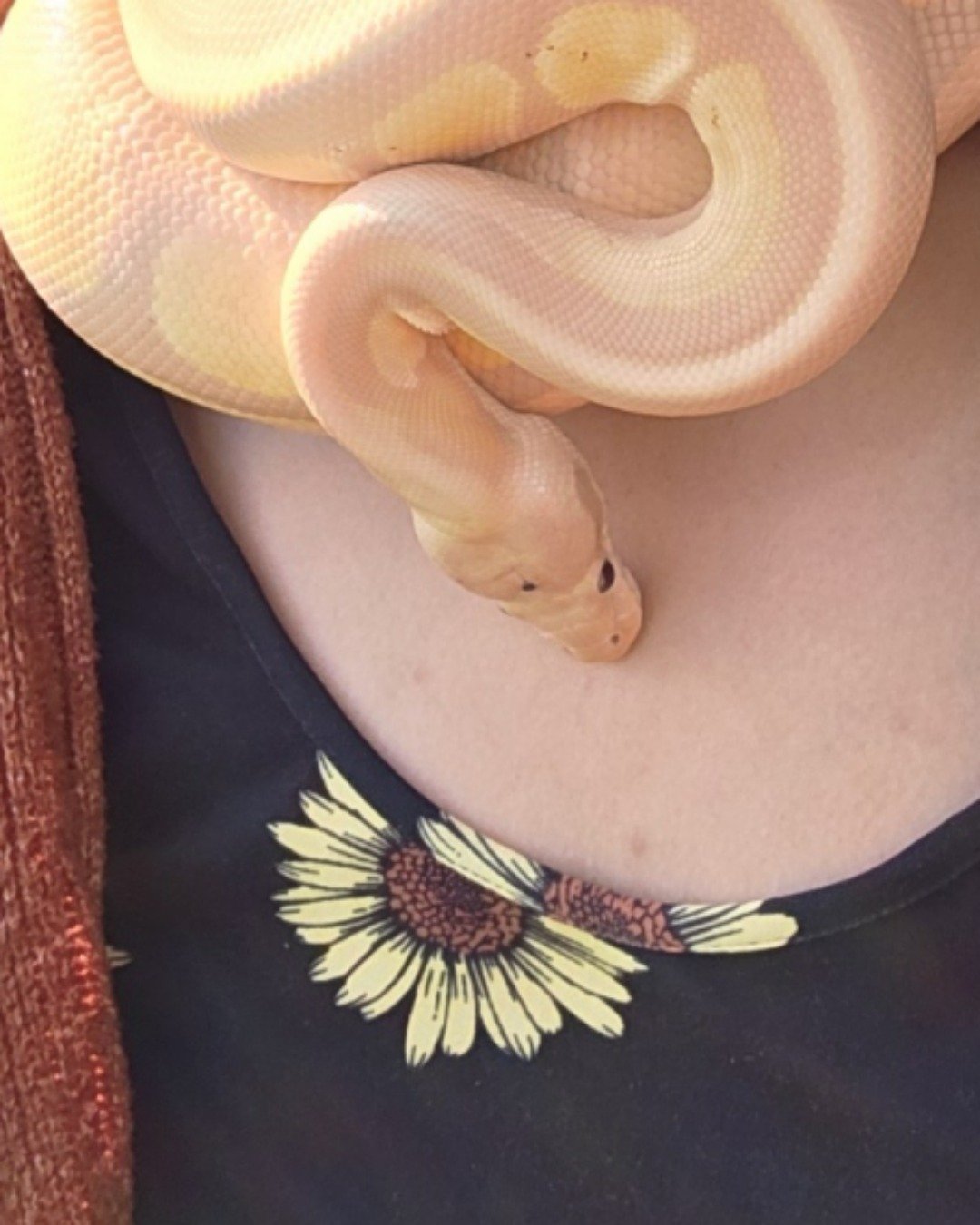 Gouda the Ball Python. Reptile, Snake