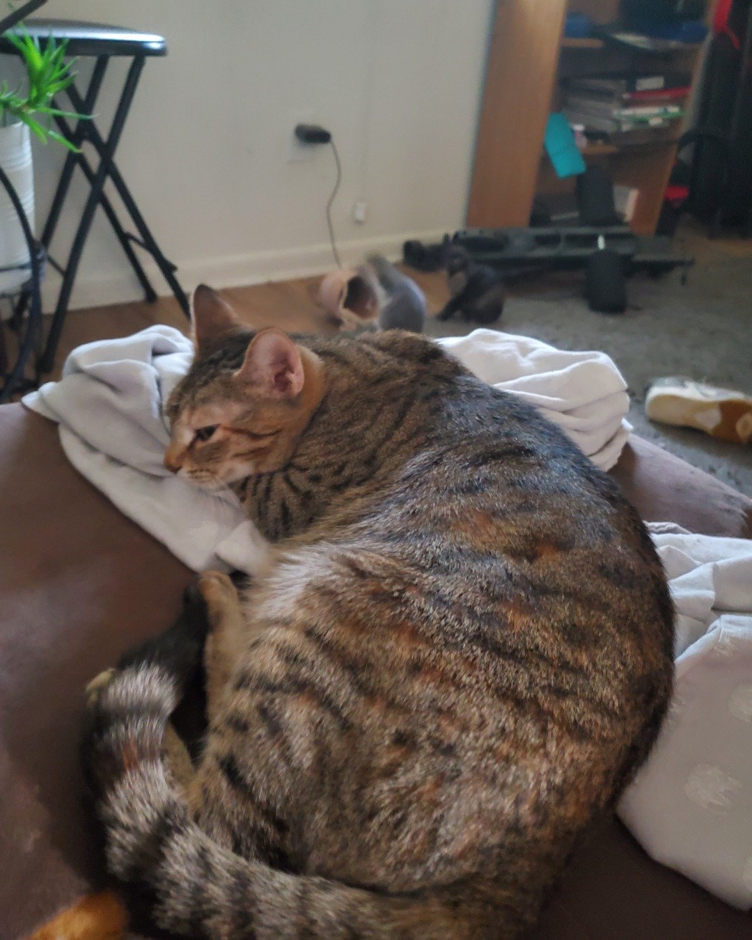 Biggy the kitty. Person, Sleeping, Couch, Furniture, Cat, Architecture