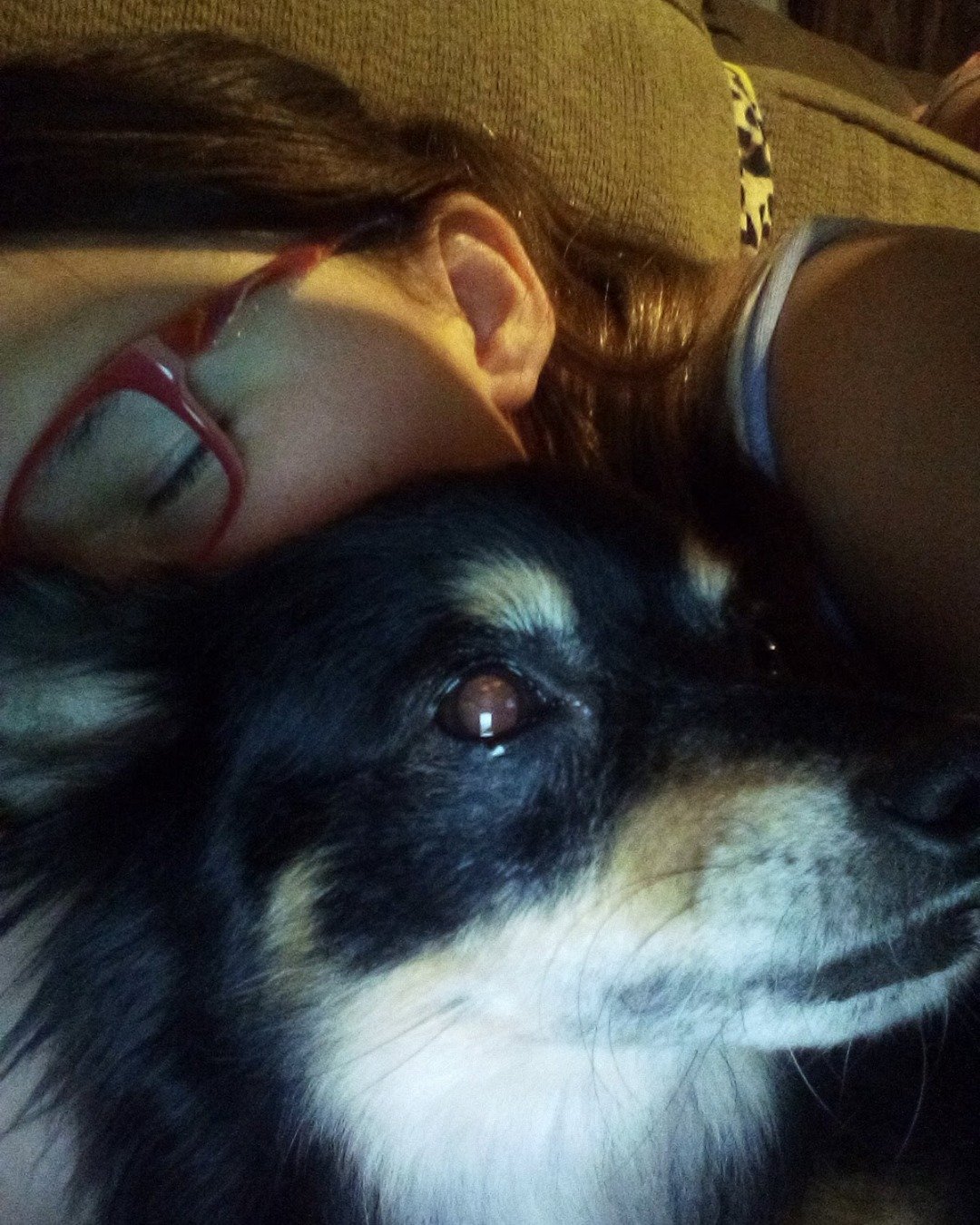 Tweety the long hair Chihuahua. Accessories, Glasses, Person, Dog, Puppy, Couch