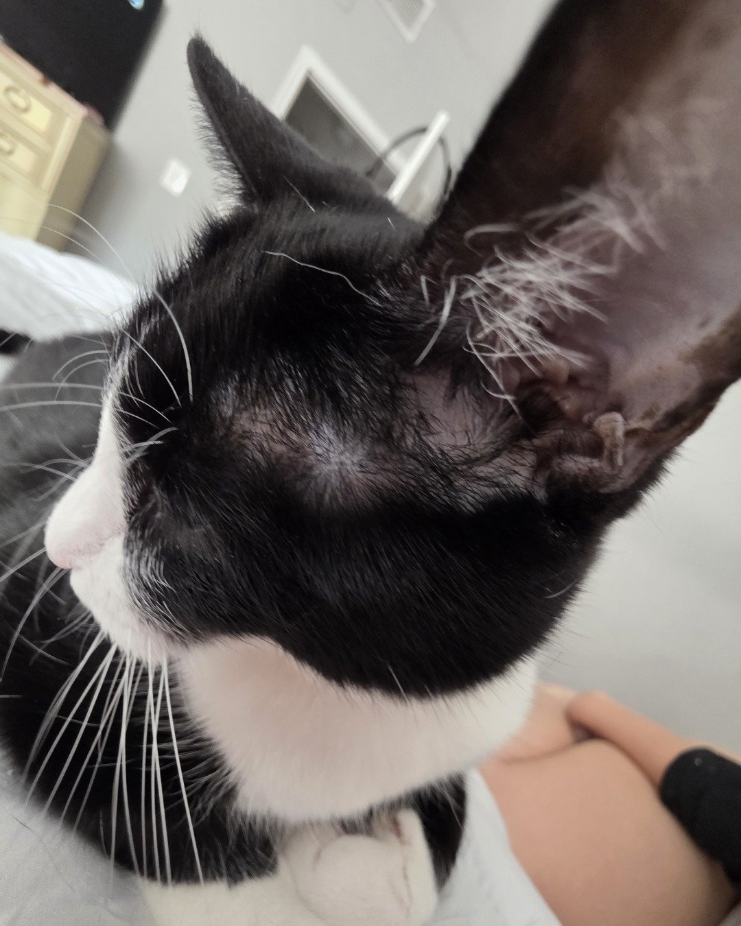 Lorelai the Tuxedo. Cat, Kitten