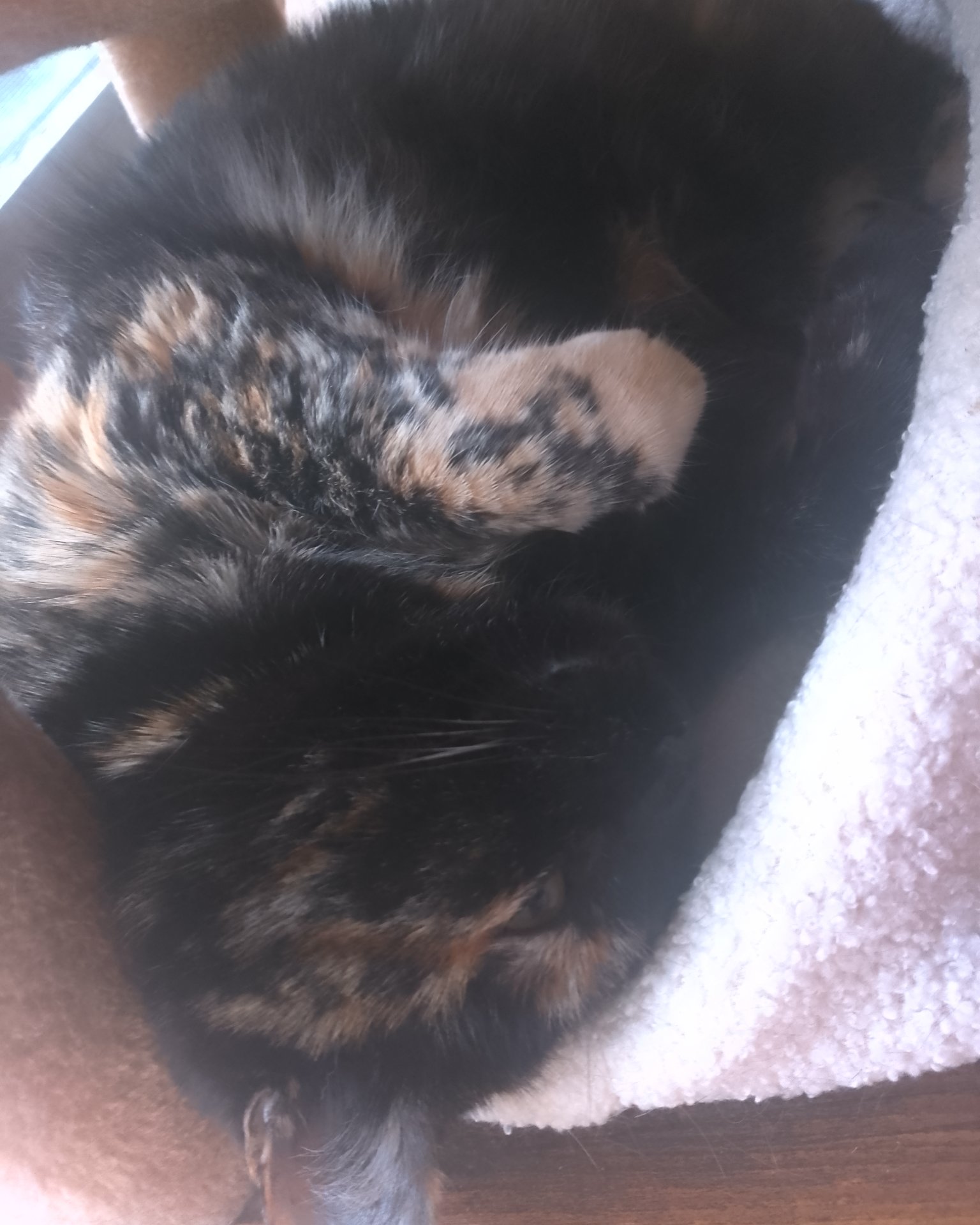Candy (a.k.a. Angie) the American Shorthair. Person, Sleeping, Cat, Kitten
