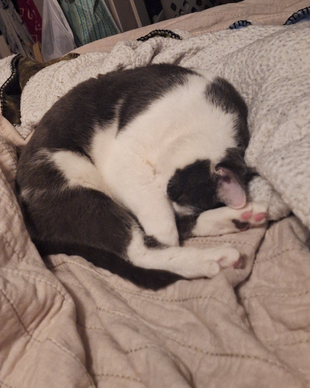 Cloudfur the American Shorthair. Person, Sleeping, Blanket, Cat, Furniture, Kitten
