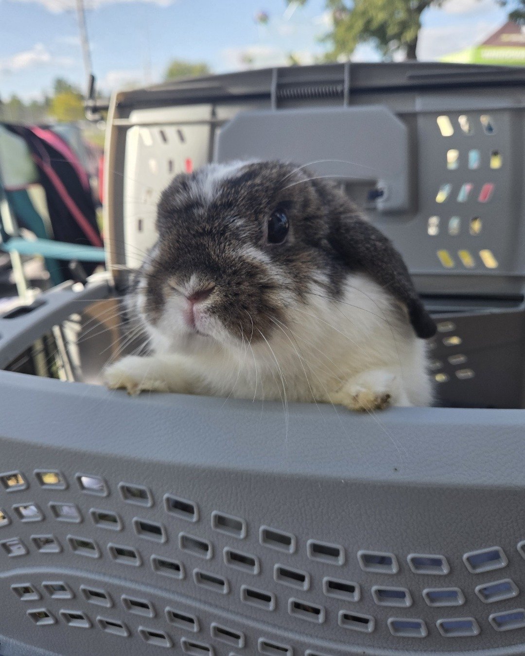 blossom the Holland lop. Rat, Rodent, Rabbit