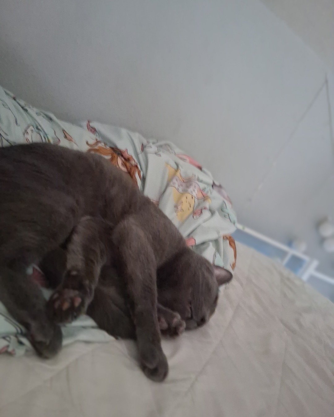 Asher. Furniture, Cat, Kitten, Cushion, Home Decor, Person