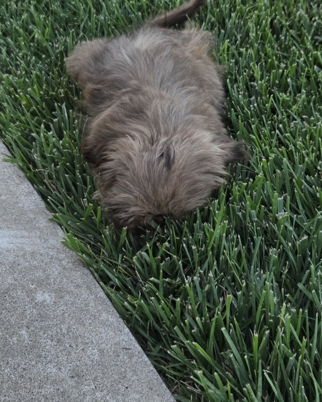 Maxie the Shin-tzu. Grass, Plant, Dog, Puppy, Lawn, Ball