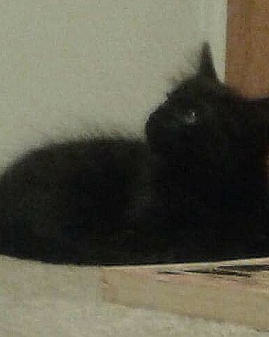 Sylvester the Unsure. Cat, Black Cat, Kitten