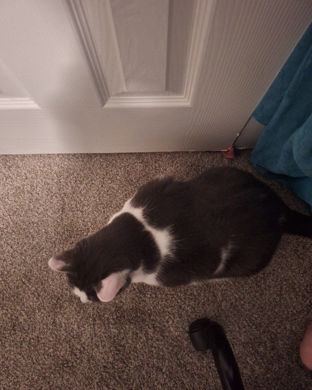 Cloudfur the American Shorthair. Floor, Flooring, Door, Cat, Indoors, Interior Design