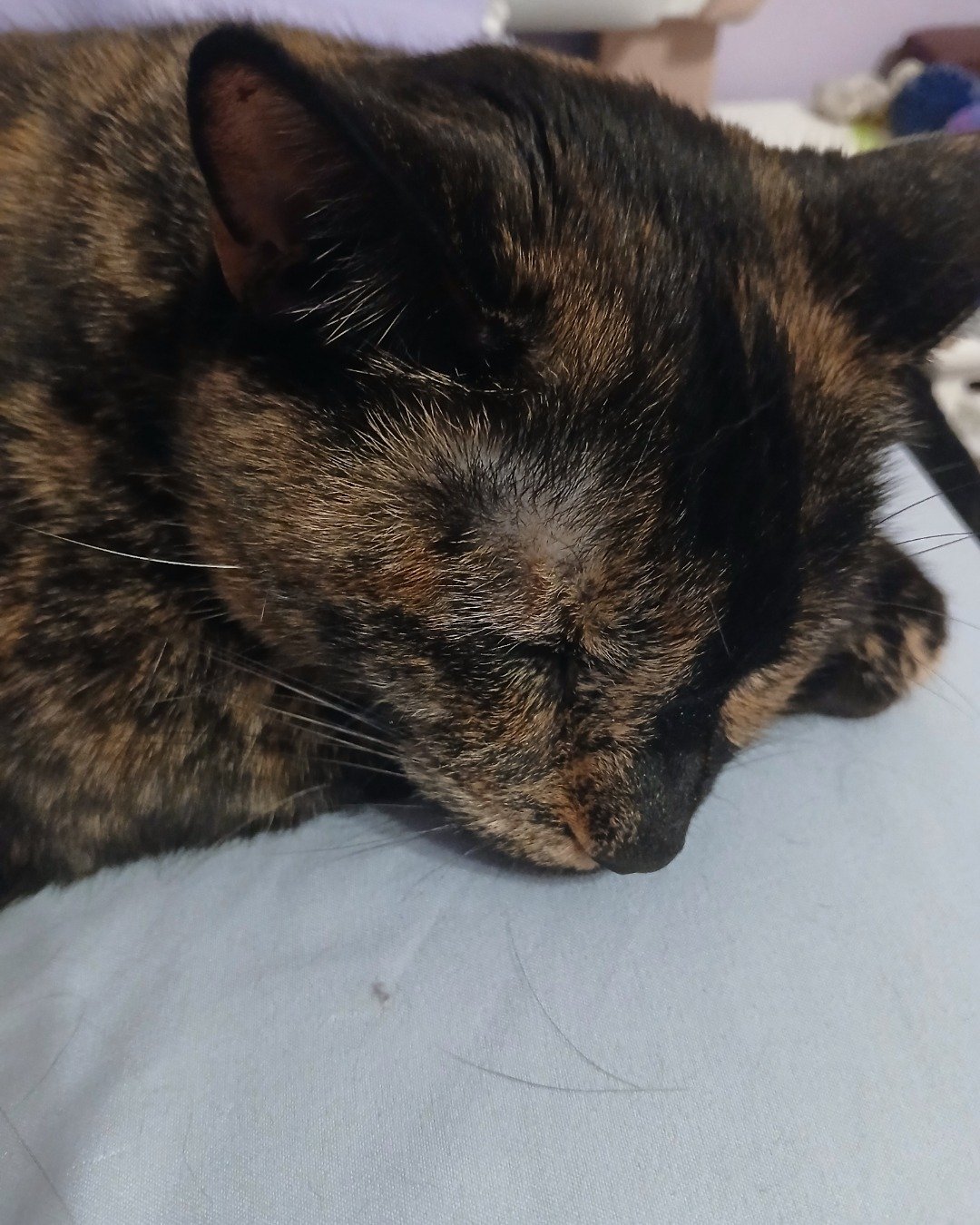 Sprinkles the tortoise shell (tortie). Cat