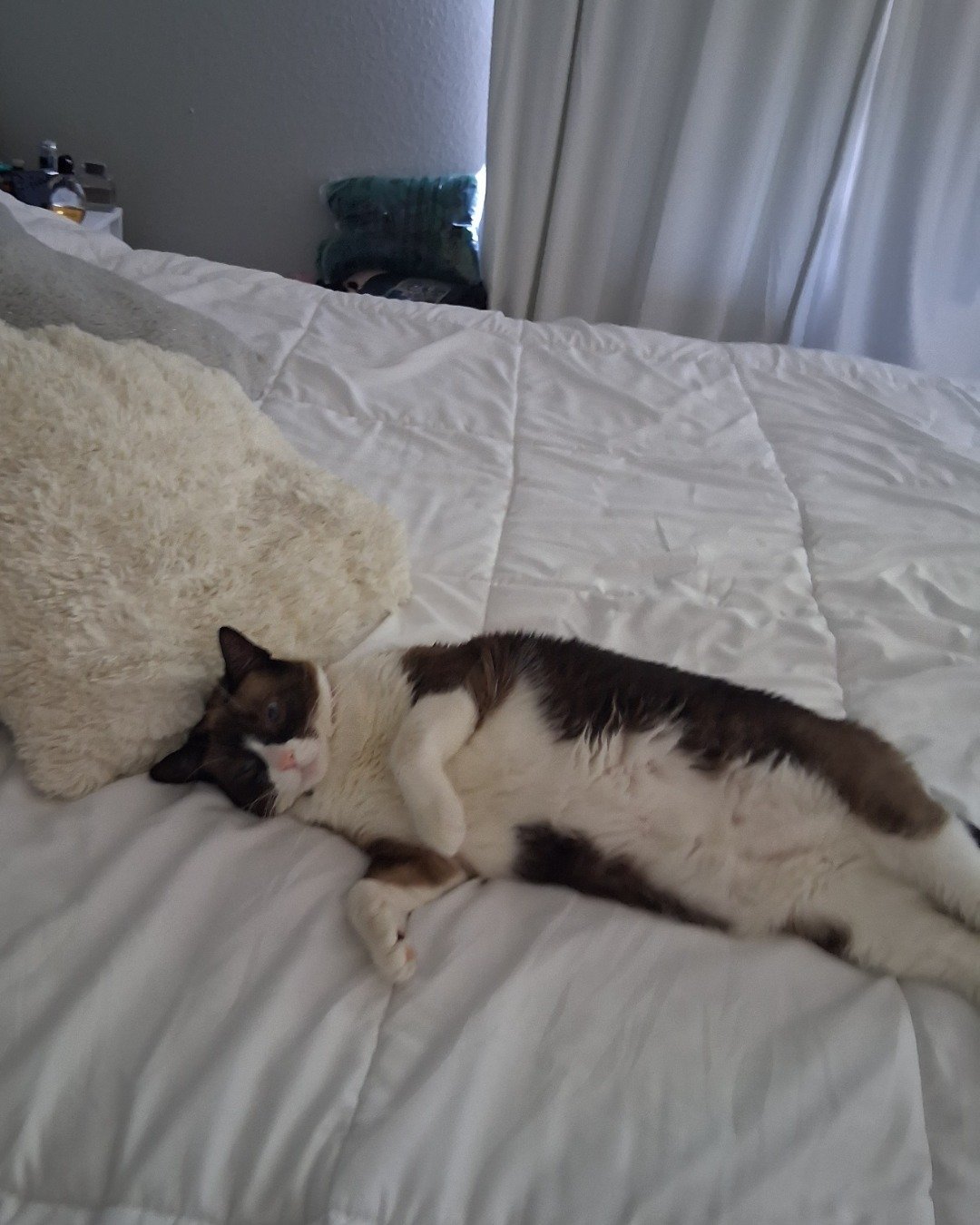 fluffer the domestic short hair cat. Furniture, Cat, Home Decor, Blanket, Bed, Bedroom