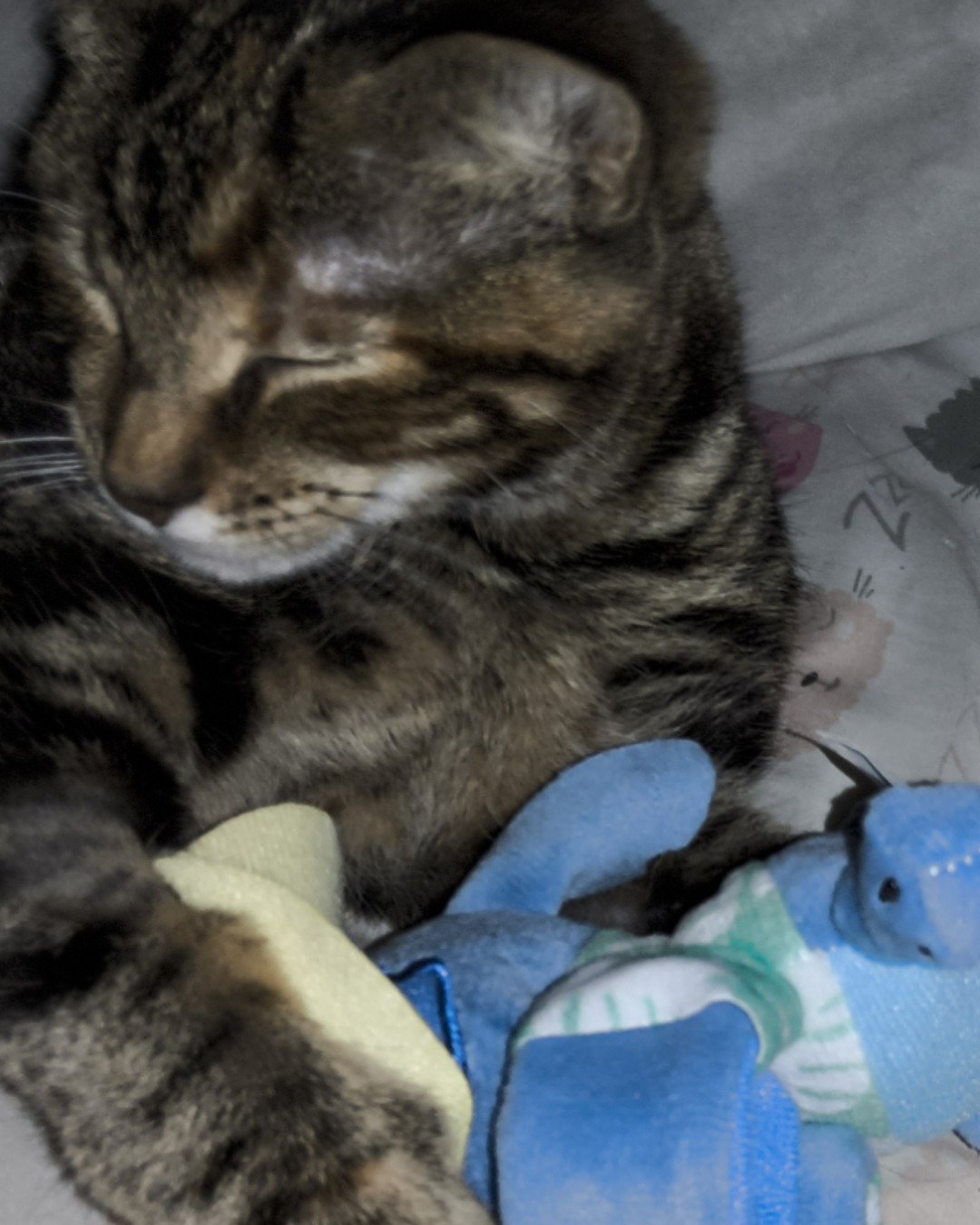 bk the Bengal tabby. Person, Sleeping, Cat, Kitten