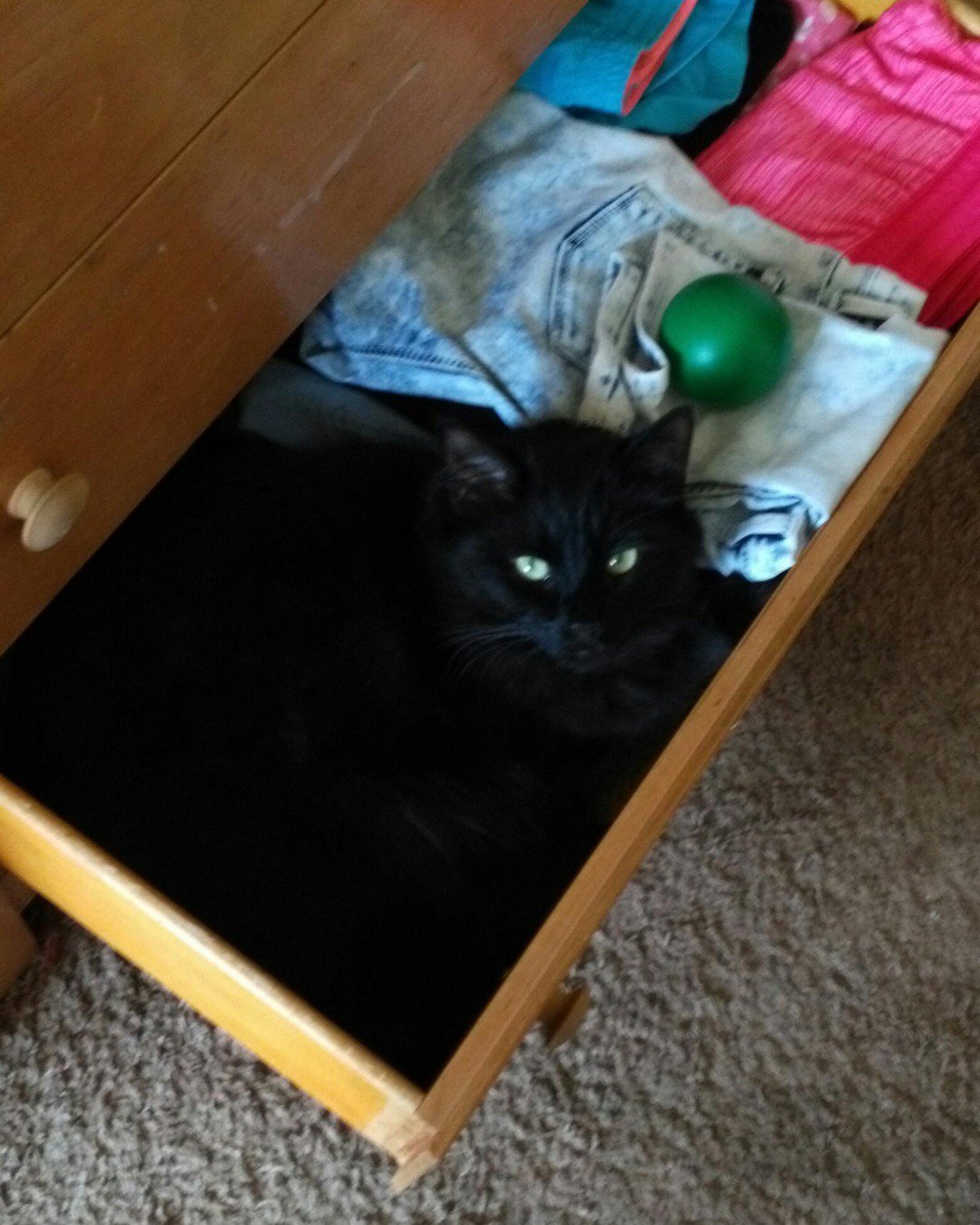 Sylvester the Unsure. Drawer, Furniture, Cat