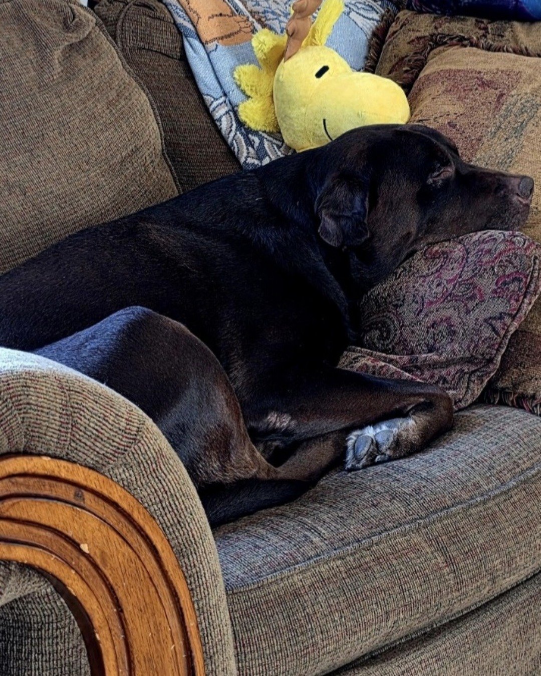 Roscoe the chocolate lab. Couch, Furniture, Dog, Puppy, Home Decor, Chair