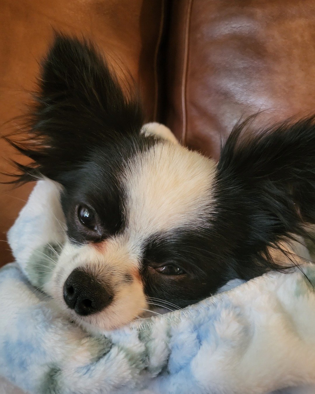 Danny the Long haired Chihuahua. Dog, Puppy, Cocker Spaniel, Papillon