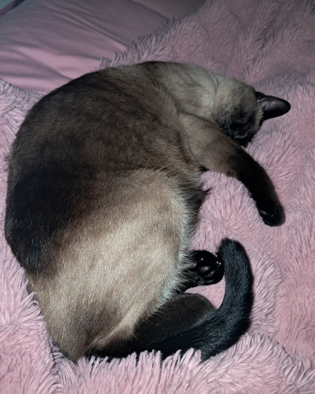 Luna🌙💫 (twin of Stella) the Siamese. Cat, Siamese