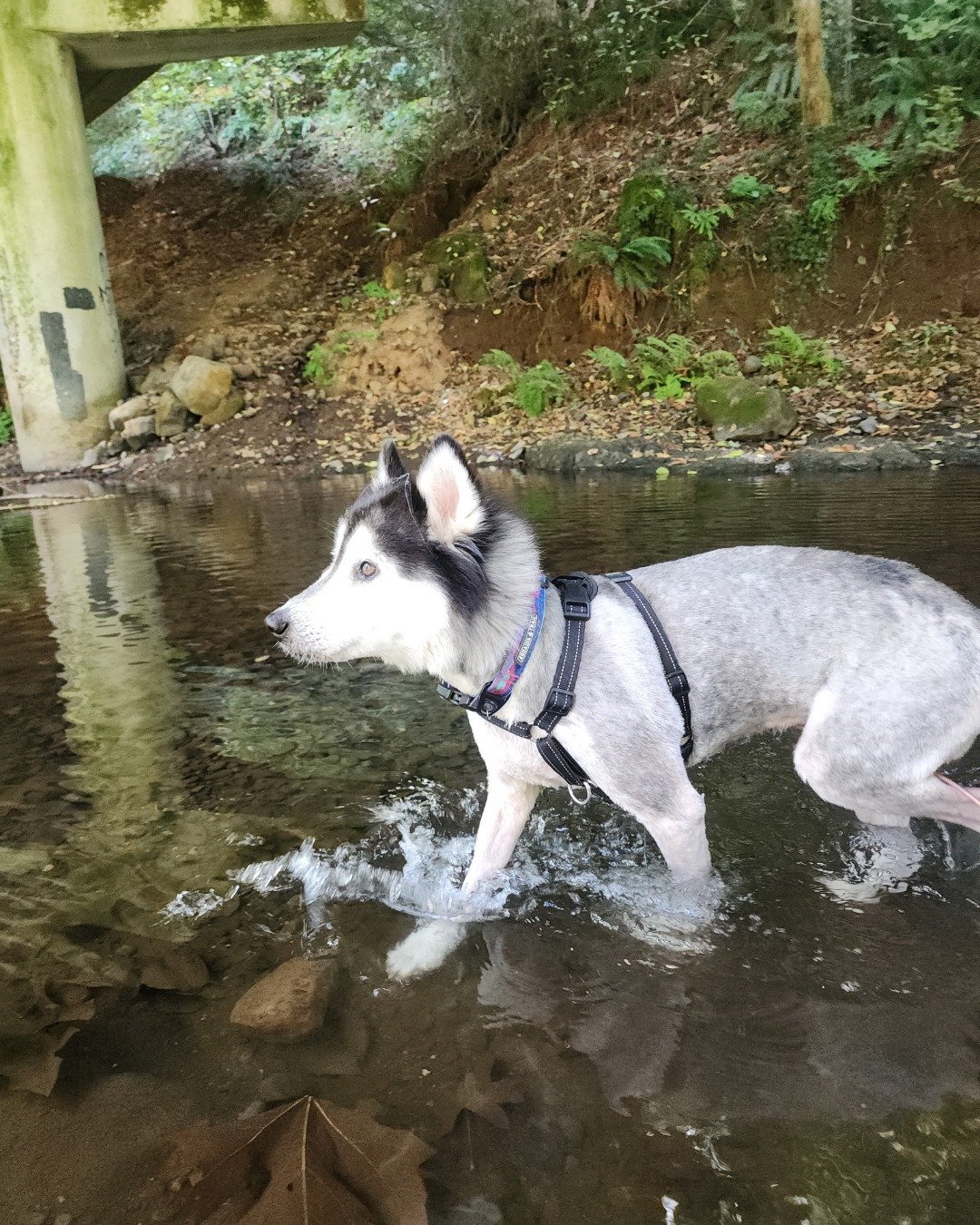Tasha the Husky/wolf. Rock, Soil, Plant, Vegetation, Architecture, Building