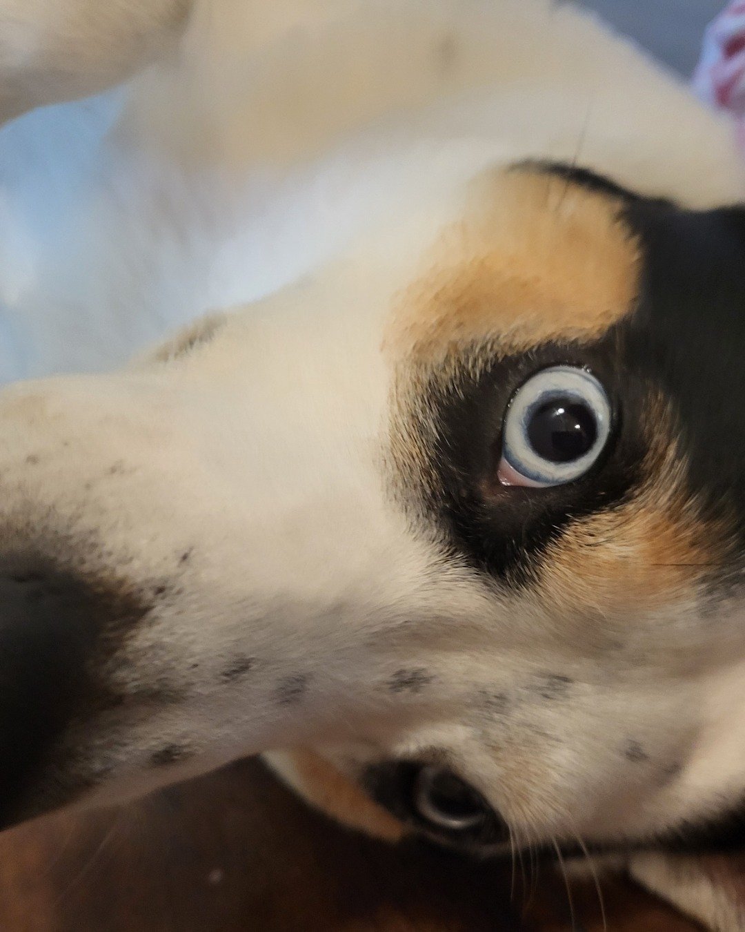 Billy the 1/4 Chihuahua 3/4 Queensland healer. Dog, Hound, Puppy, Cat, Husky