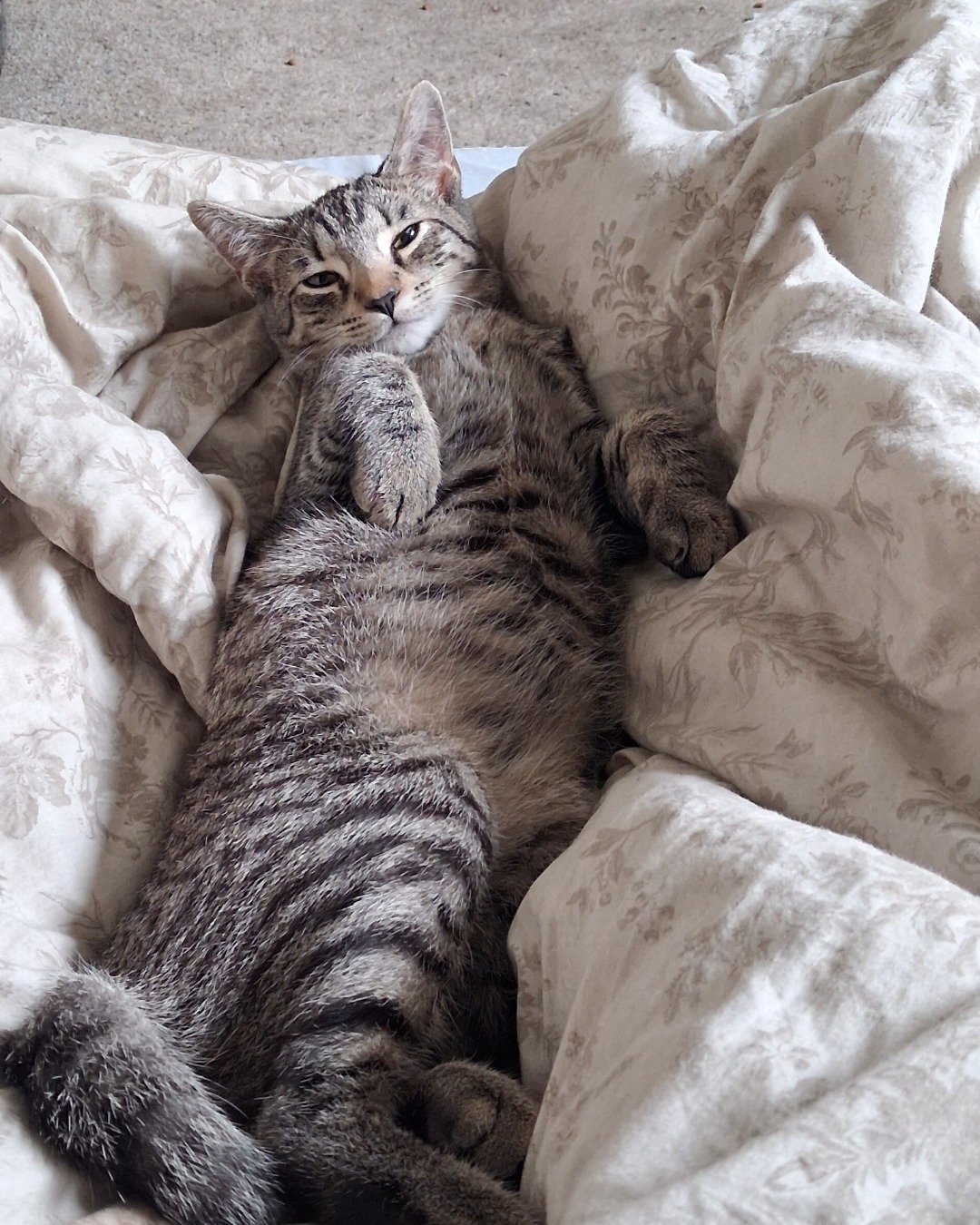 scar. Blanket, Cat, Kitten, Couch, Furniture, Person