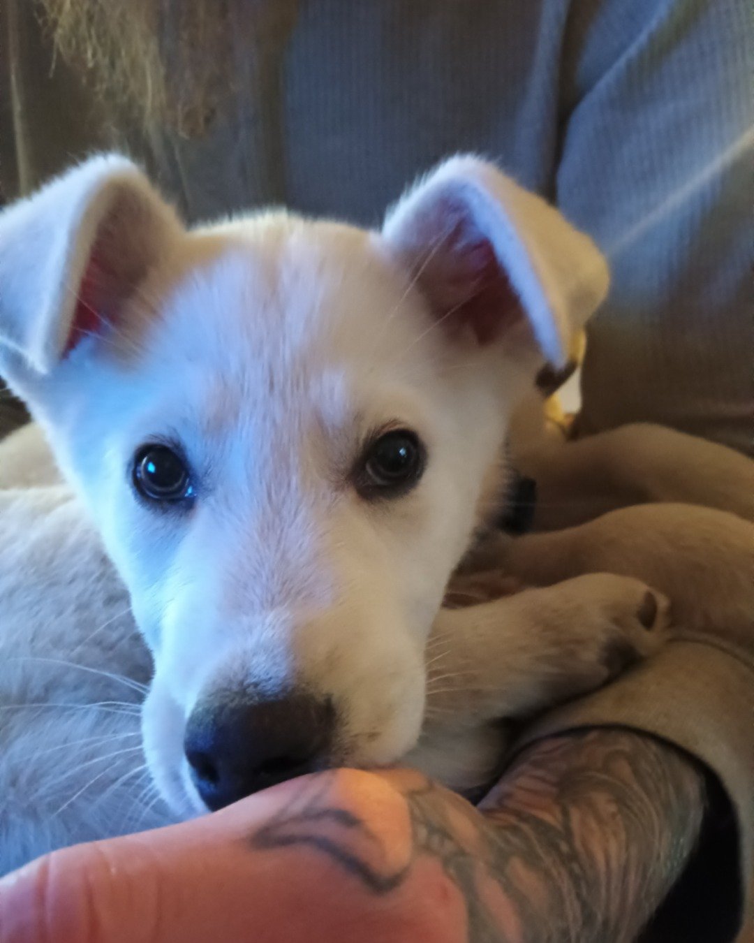 Elton John the German Shepard and Siberian Husky mix. Dog, Puppy, Husky, White Dog