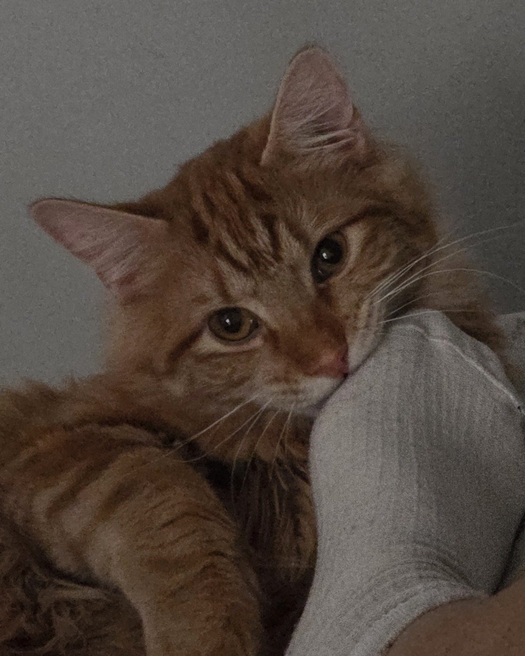 Jean-Luc the Orange Domestic Longhair. Cat, Kitten, Abyssinian
