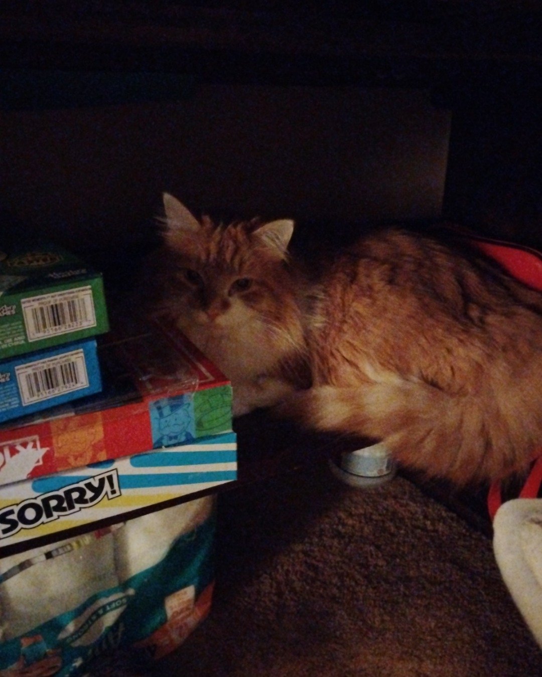 Lucky. Box, Cat
