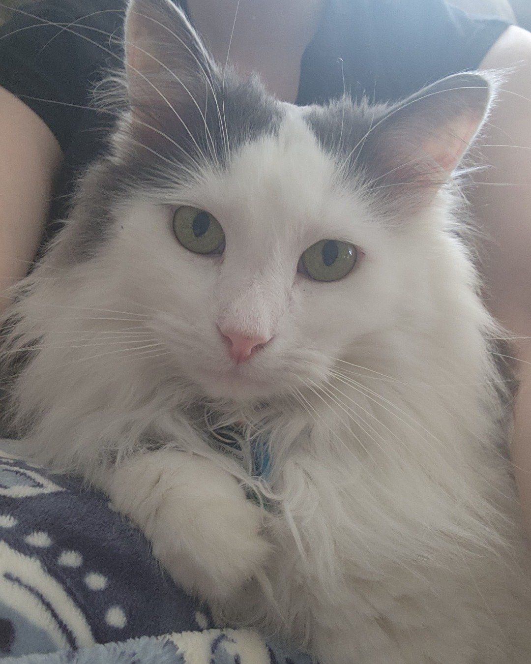 Twinkie the Maine Coon/Ragdoll. Angora, Cat
