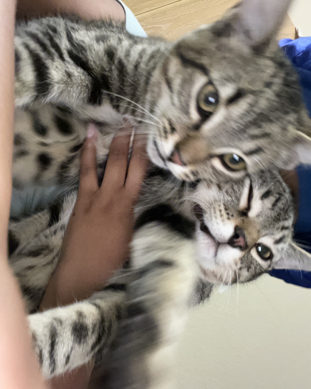 Atlas the Mixed breed. Cat