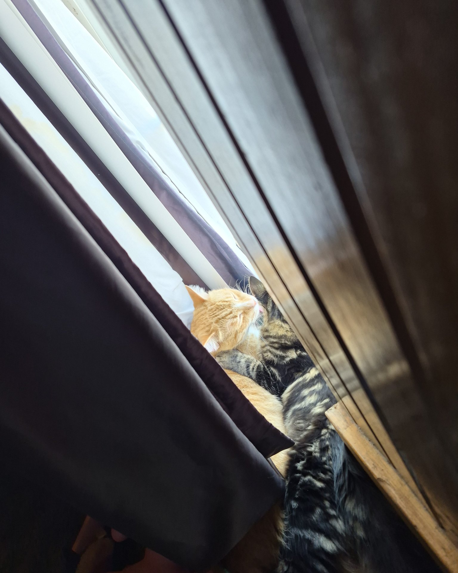 Noodle the Domestic longhair. Curtain, Cat, Kitten