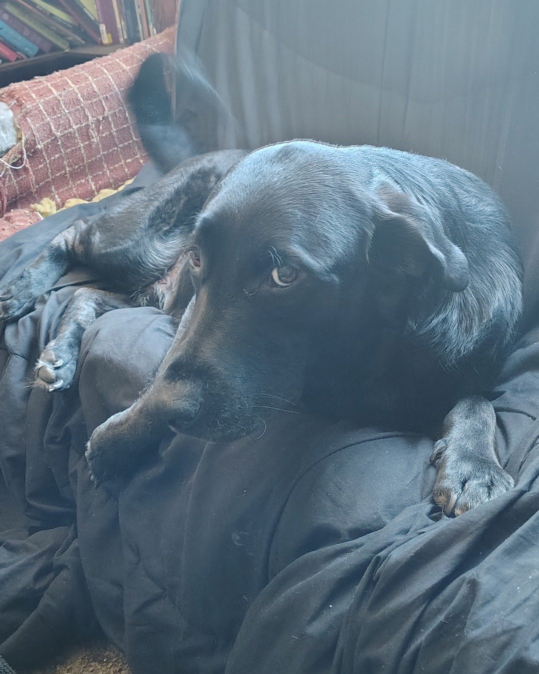 Titan the black Lab German Shepherd mix. Couch, Furniture, Blanket, Dog, Puppy