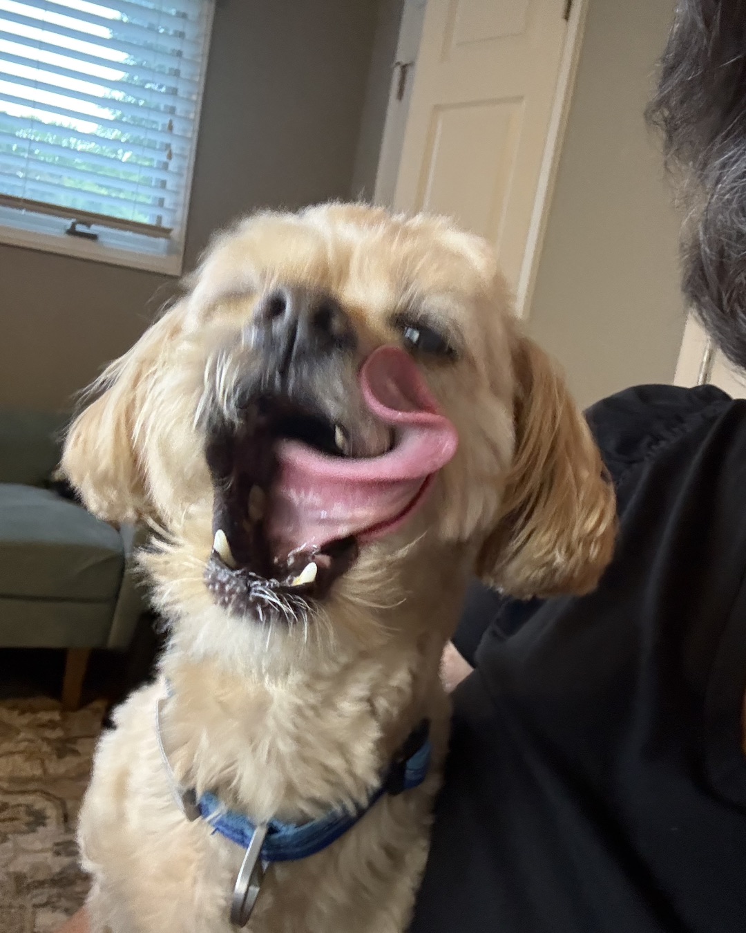 Chewie the Peekapoo. Dog, Puppy, Adult, Female, Person, Woman