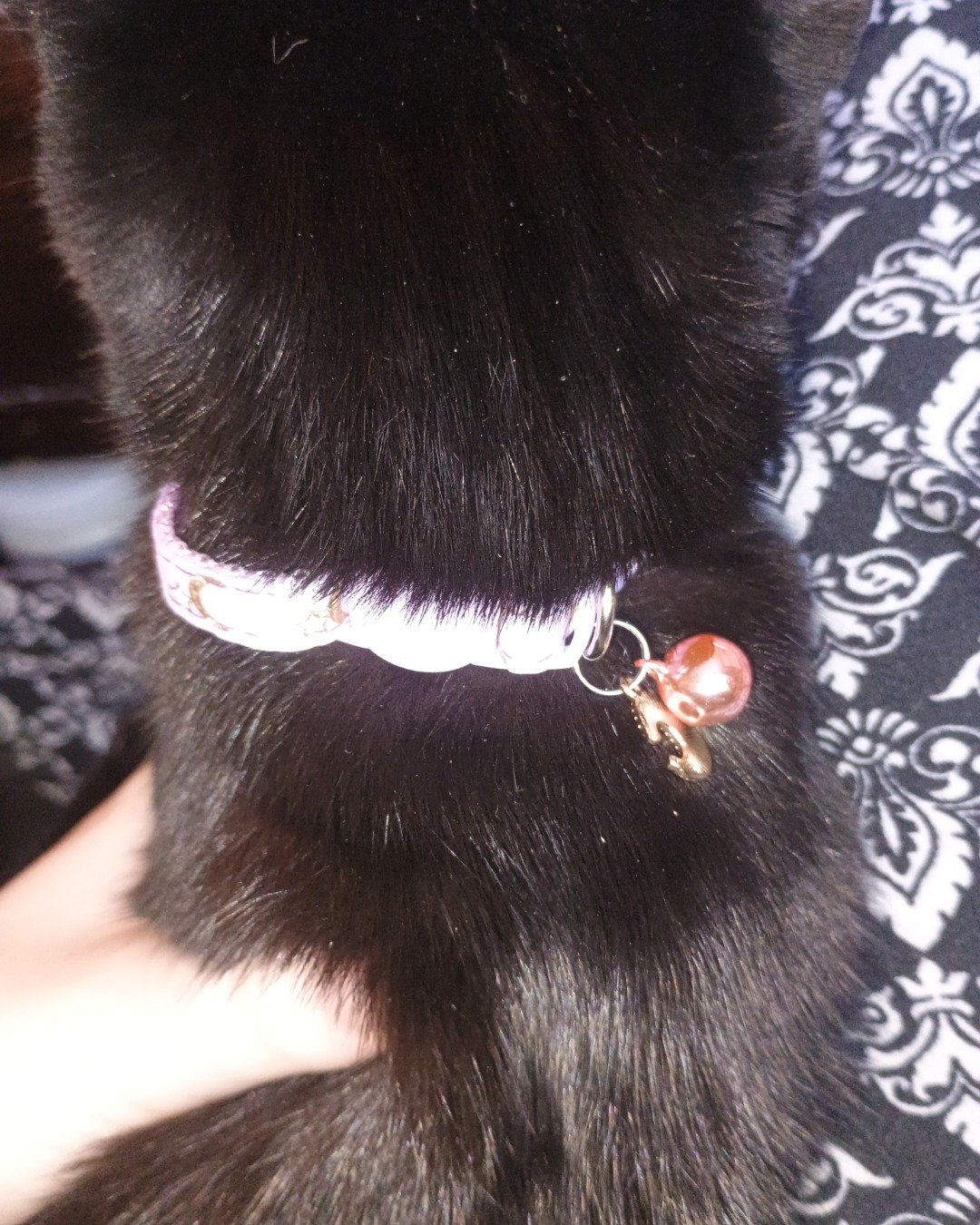 Wednesday the black cat. Accessories, Jewelry, Dog
