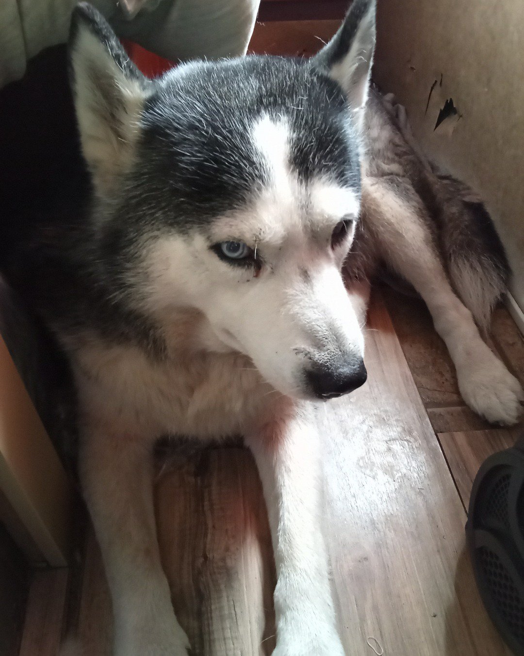 Max Preter the purebred Siberian Husky. Dog, Husky, Puppy
