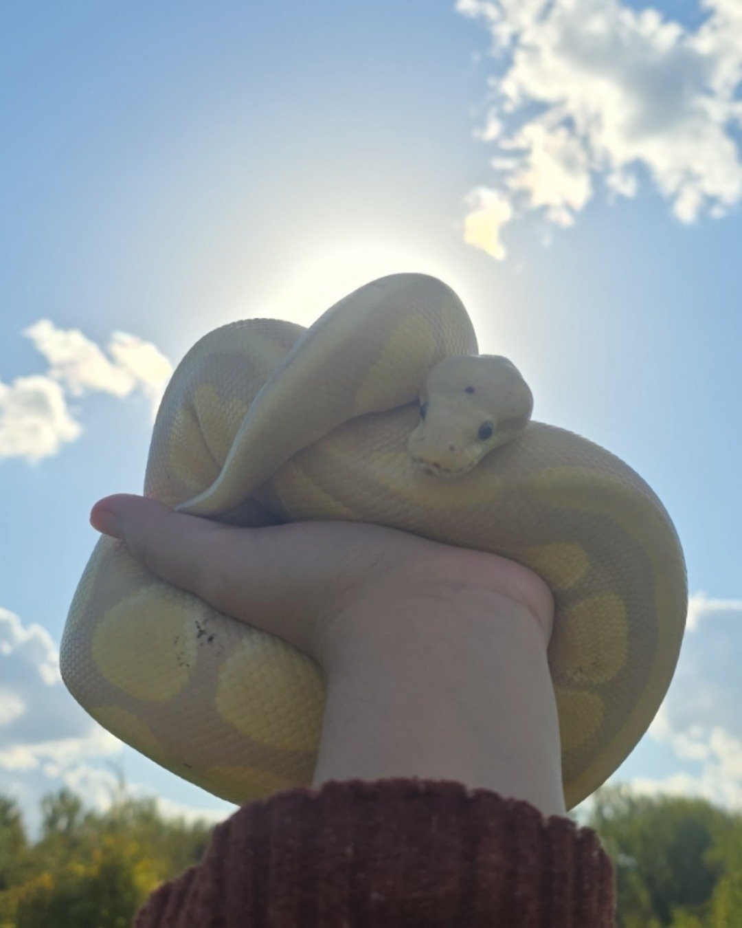 Gouda the Ball Python. Nature, Outdoors, Sky, Cloud, Reptile, Snake