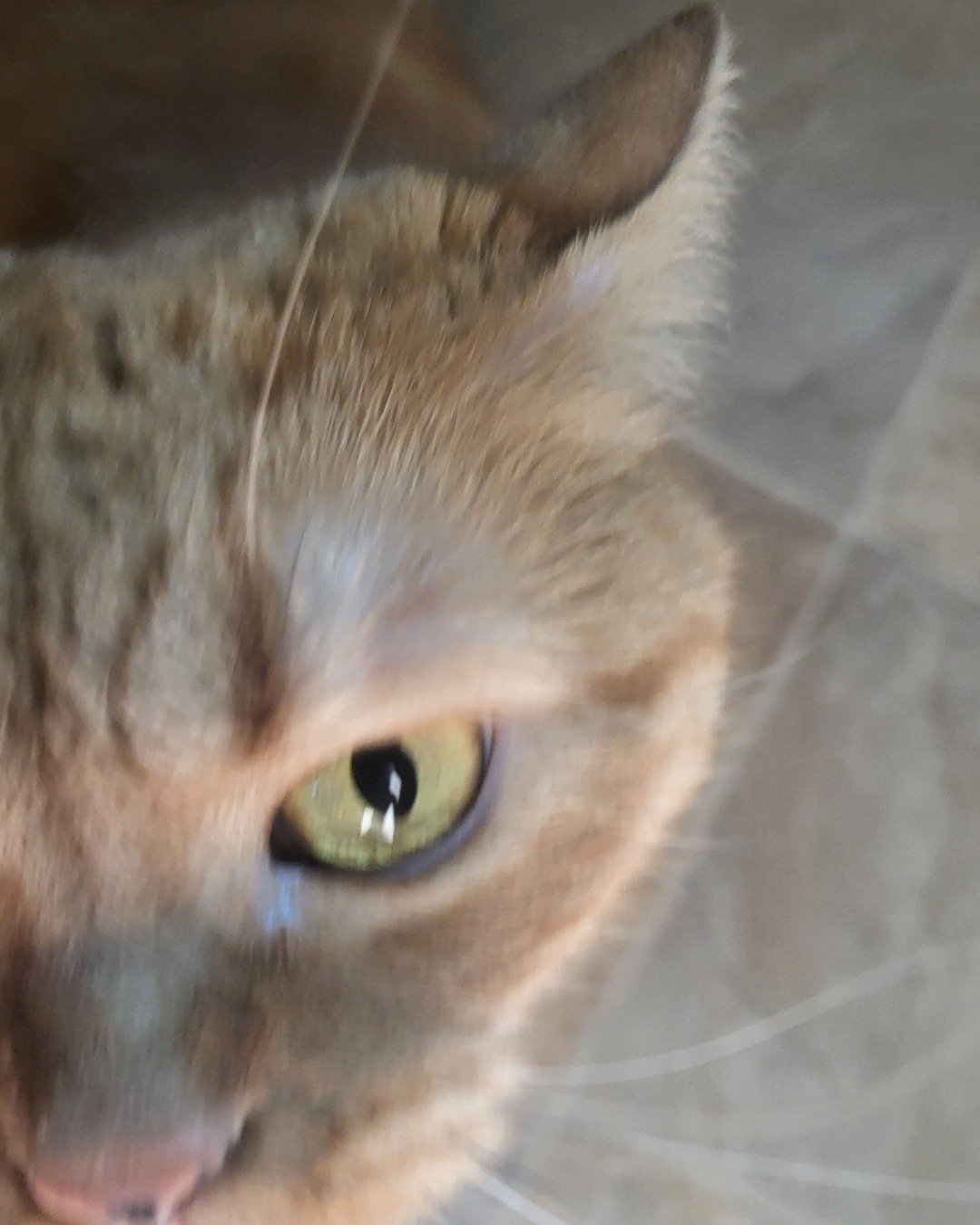 Rosie the American Shorthair. Abyssinian, Cat