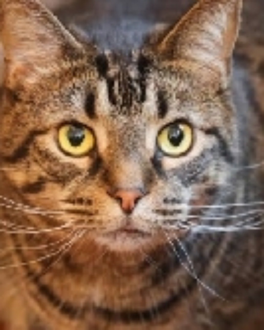 Shelter cats. Abyssinian, Cat