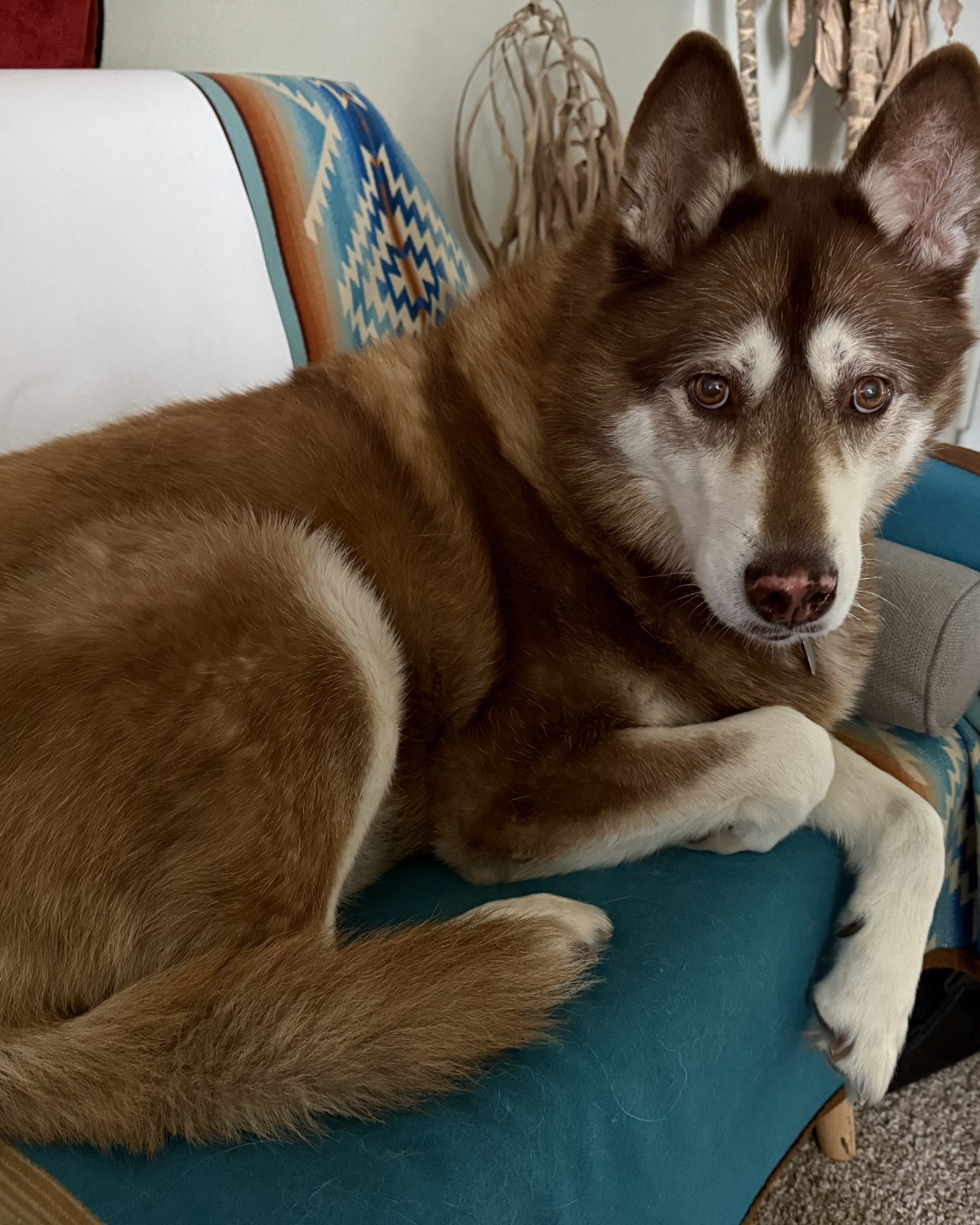 Nala the Siberian Husky