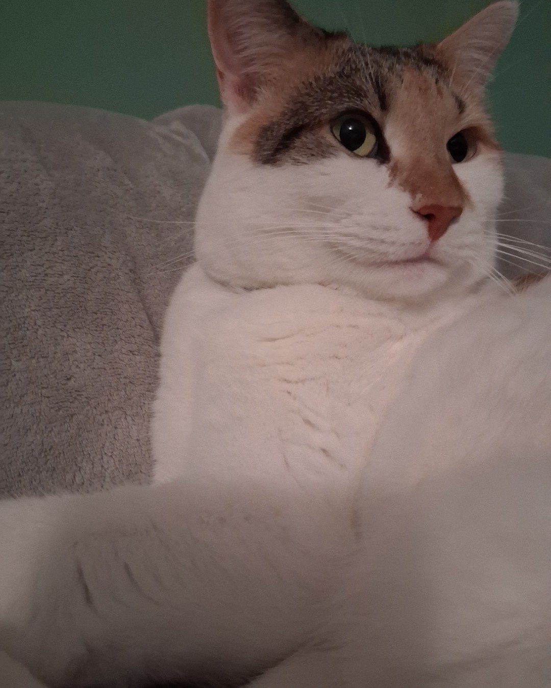 Callie the Calico maincoon. Cat