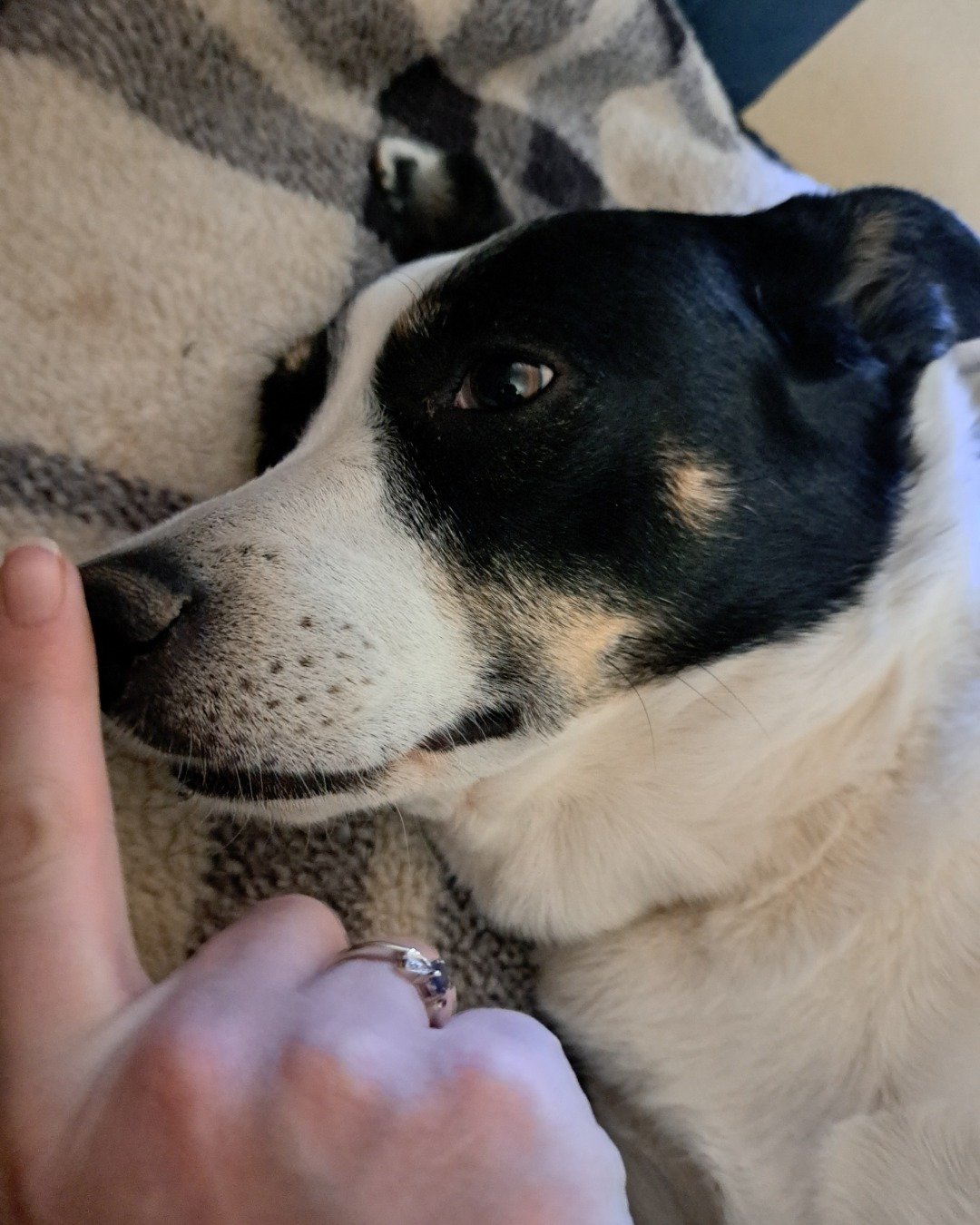 Midi the Aussie/ Blue Heeler. Body Part, Finger, Hand, Person, Dog, Accessories