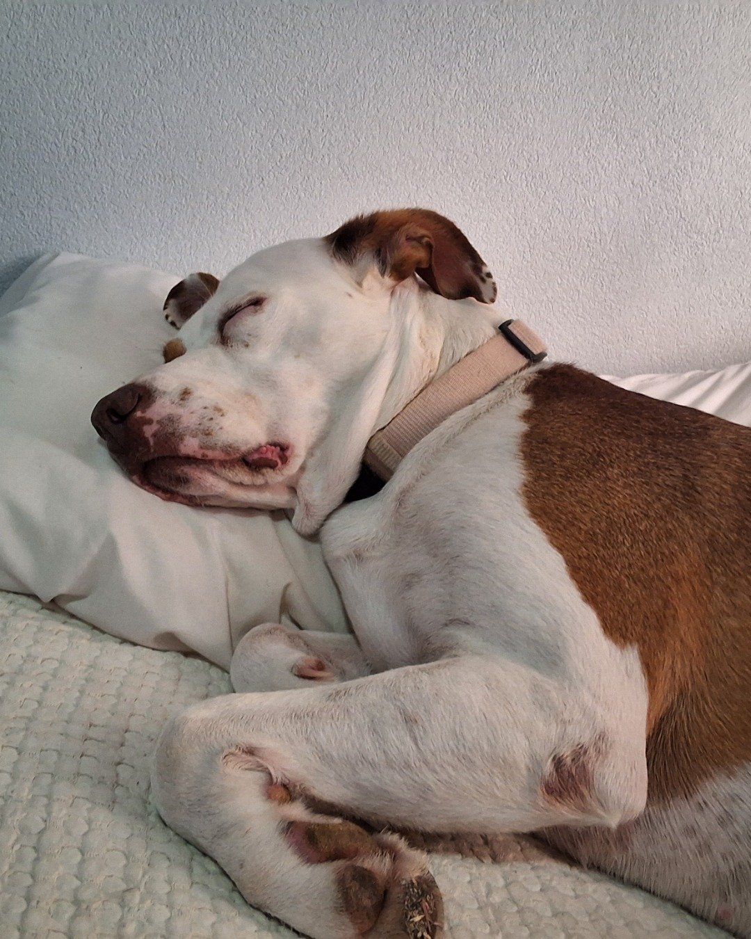 Daisy the Australian shepherd pit bull mix. Dog, Hound, Person, Sleeping