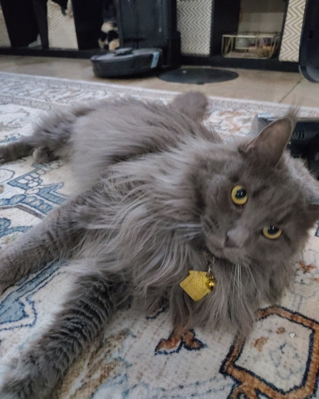maleficent the idk. Cat, Kitten