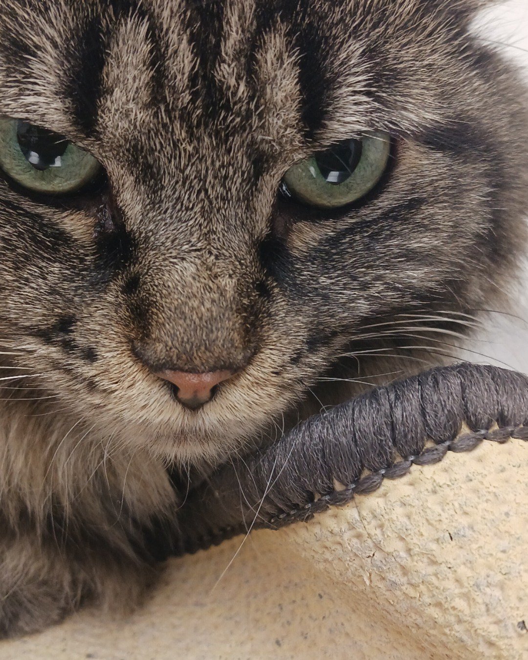 grudge the main coon and long hair mix. Cat, Kitten, Manx