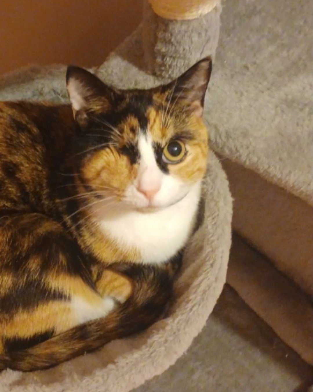 patches the calico. Abyssinian, Cat, Kitten