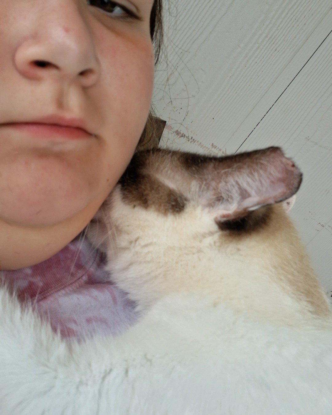 dewey the snowshoe. Cat, Person, Siamese