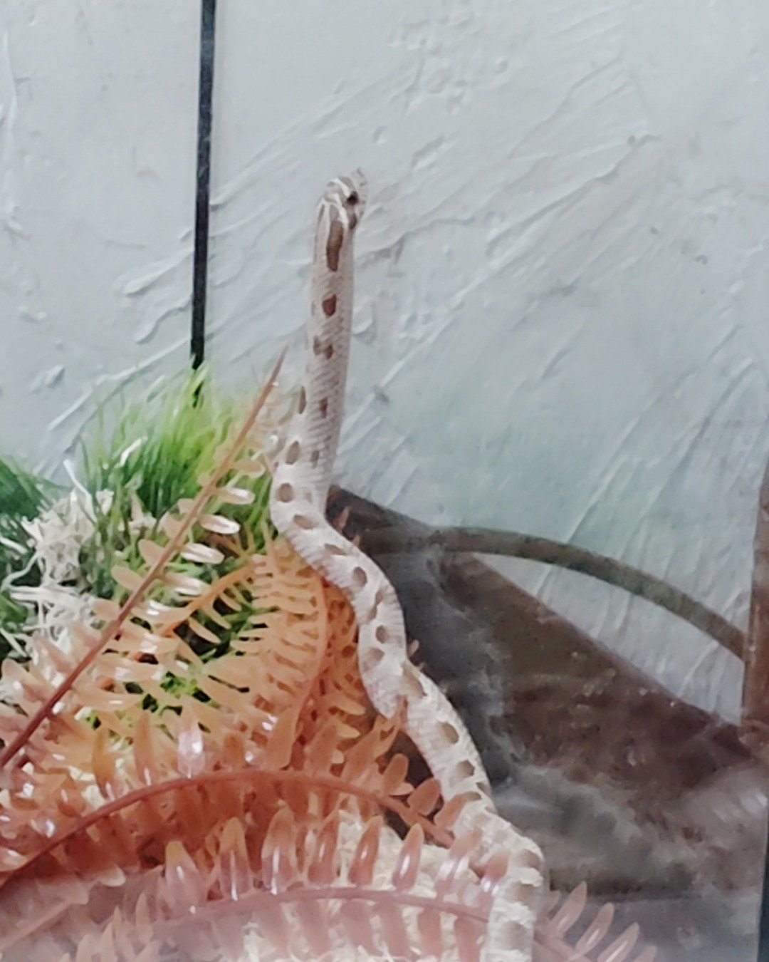 Caramel the hognose. Reptile, Snake