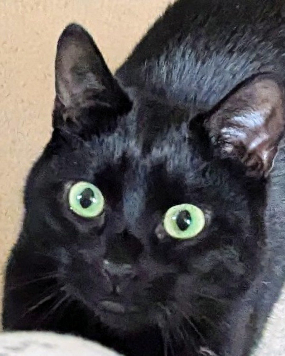 Ventress. Cat, Black Cat, Bear