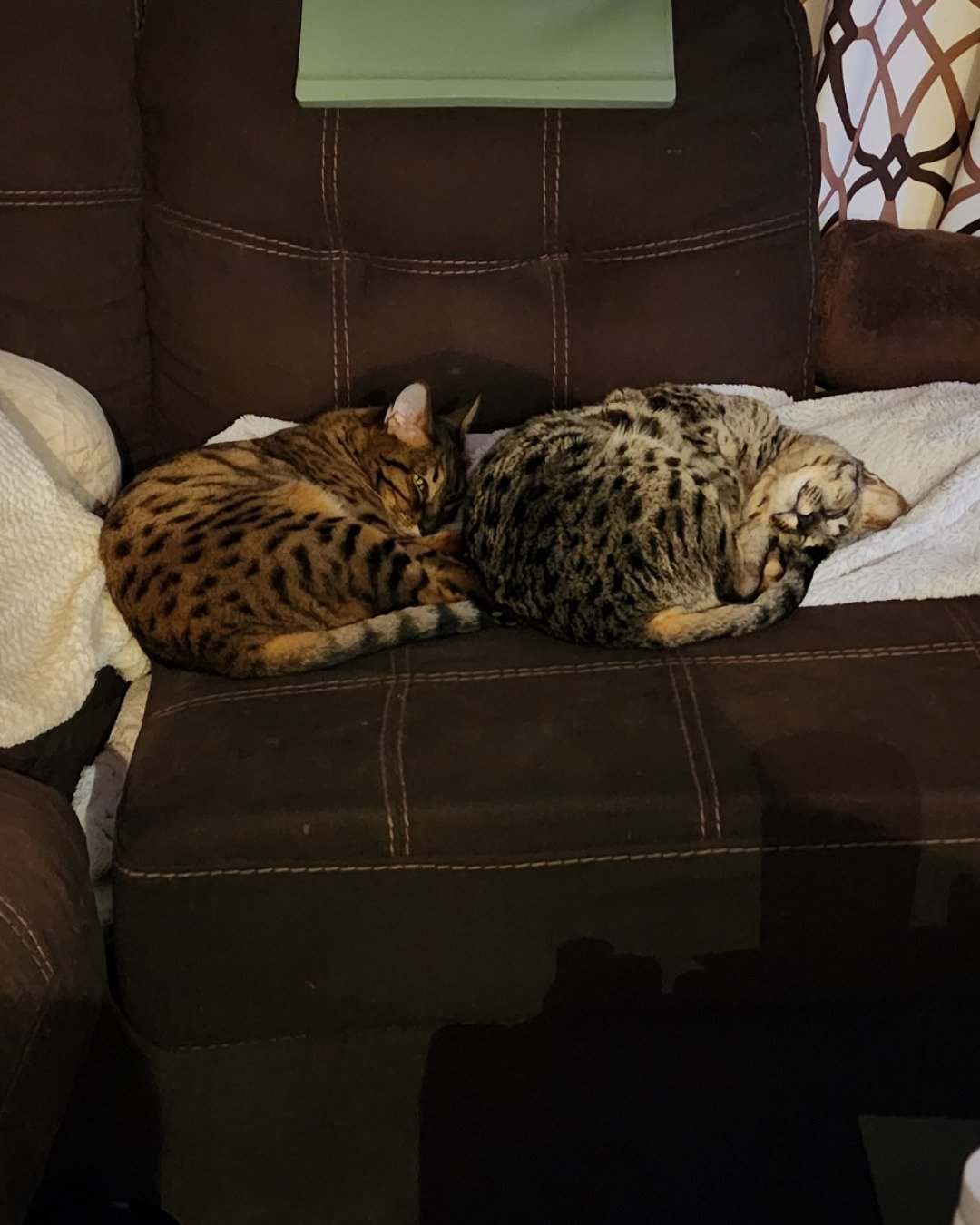Mona the Savannah. Couch, Furniture, Cat, Cushion, Home Decor