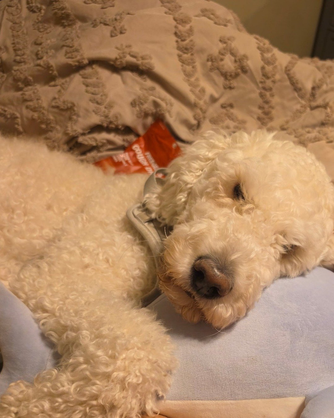 blaire the golden doodle!. Dog, Puppy, Cushion, Home Decor