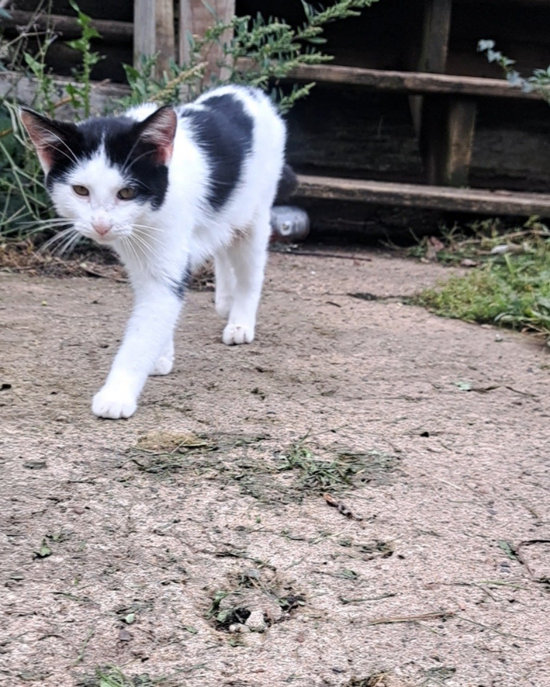 Little-Panda. Soil, Grass, Plant, Cat, Manx, Kitten