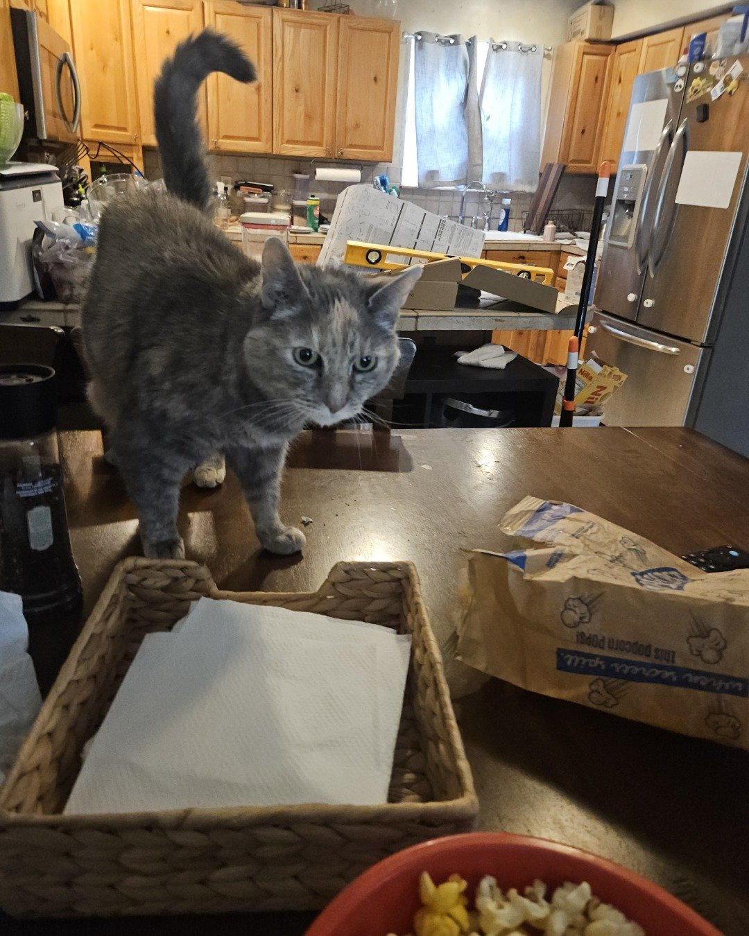 Saorsire the Tortie shell. Architecture, Building, Dining Room, Dining Table, Furniture, Indoors